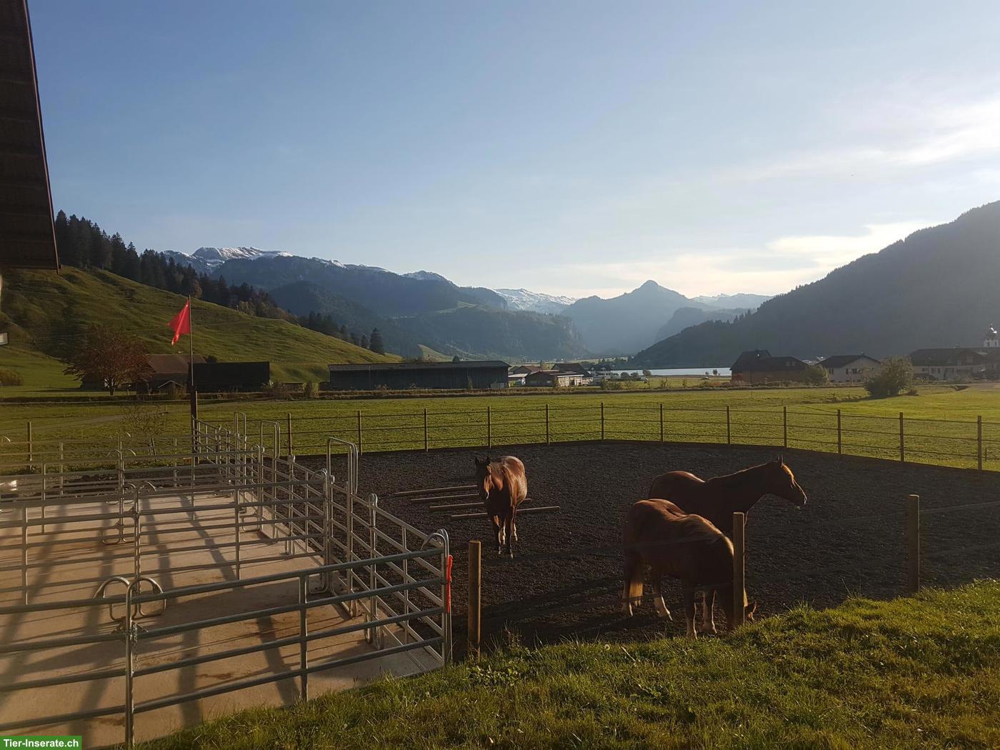 Bild 2: Pferdebox mit Auslauf in Euthal SZ