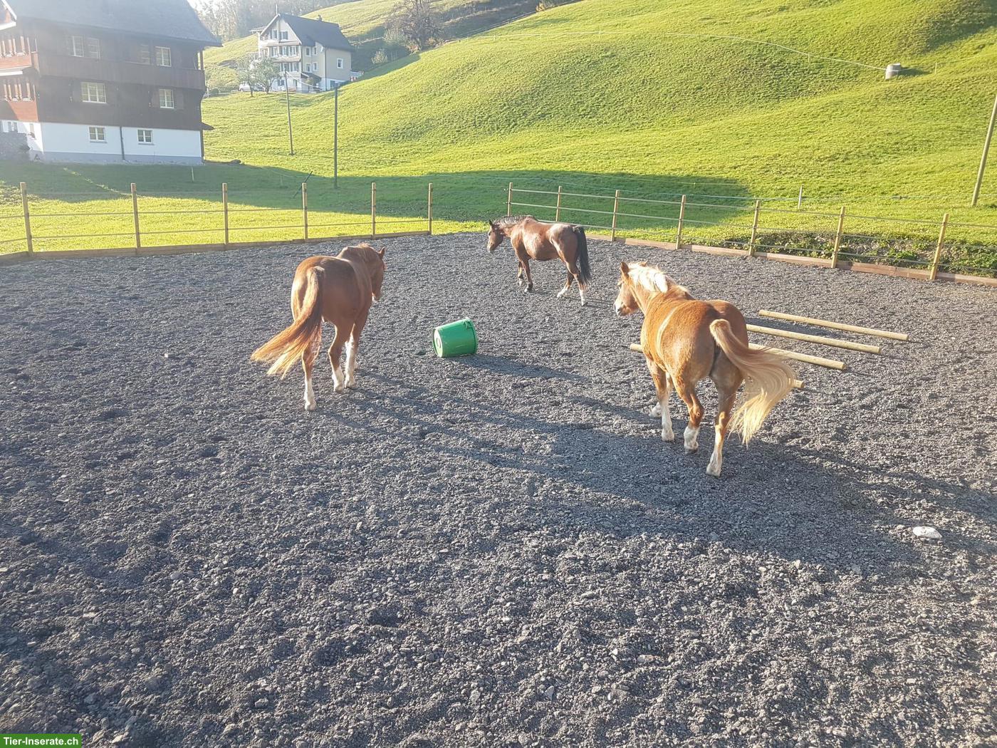 Bild 3: Pferdebox mit Auslauf in Euthal SZ