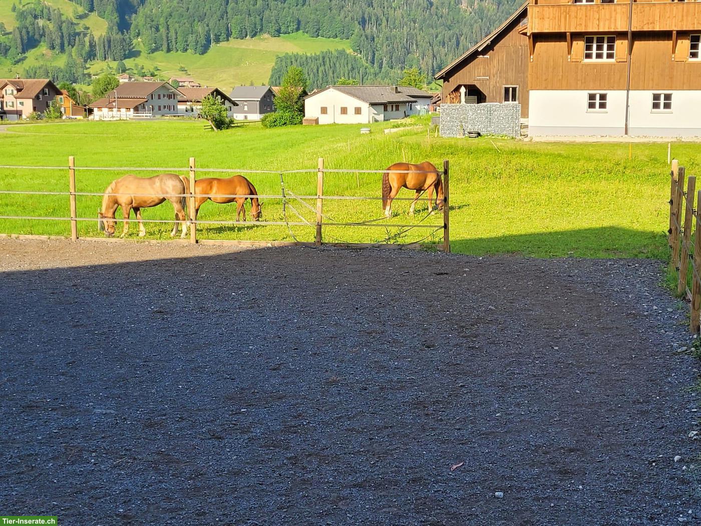 Bild 4: Pferdebox mit Auslauf in Euthal SZ