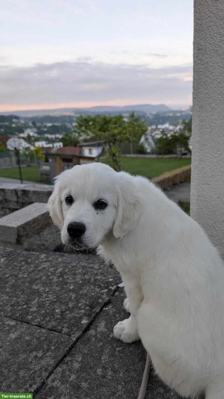 Golden Retriever Welpen, 11 Wochen alt aus Schweizerzucht