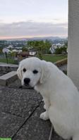 Golden Retriever Welpen, 11 Wochen alt aus Schweizerzucht