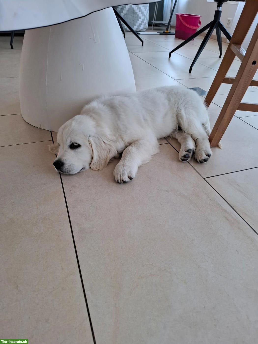 Bild 2: Golden Retriever Welpen, 11 Wochen alt aus Schweizerzucht