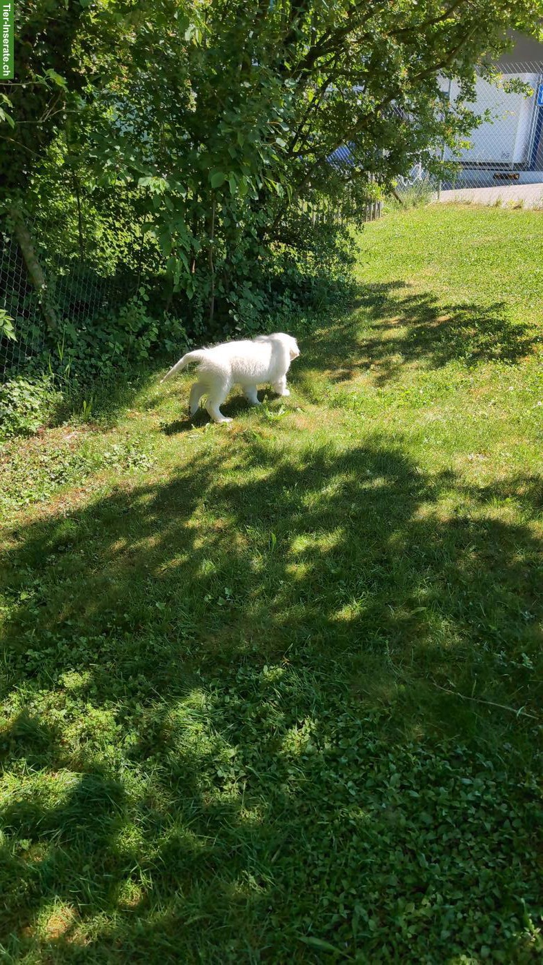 Bild 3: Golden Retriever Welpen, 11 Wochen alt aus Schweizerzucht
