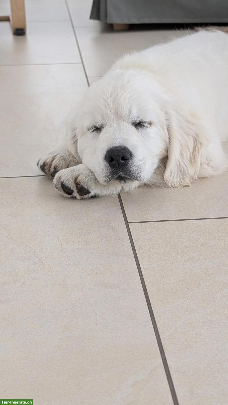 Bild 4: Golden Retriever Welpen, 11 Wochen alt aus Schweizerzucht