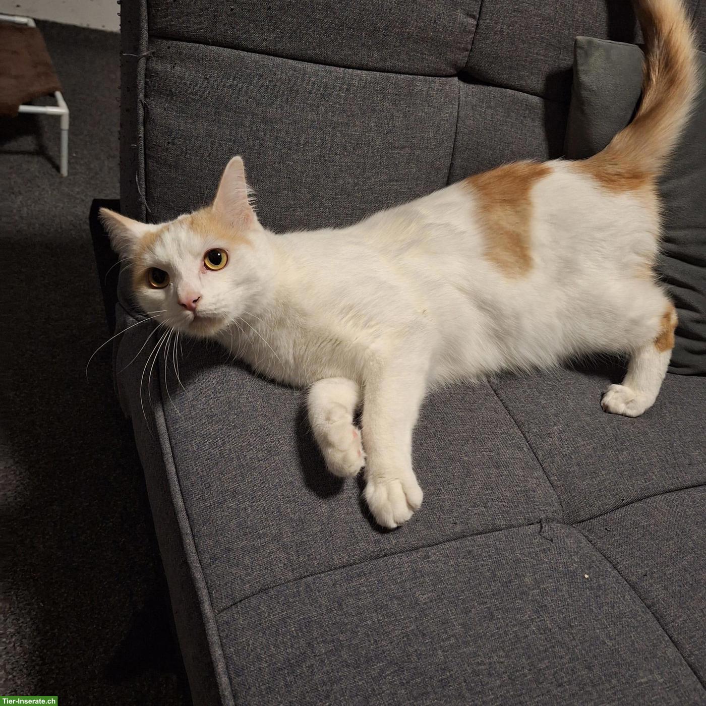 BKH/EKH Kater, 2-jährig, Wohnungskatze