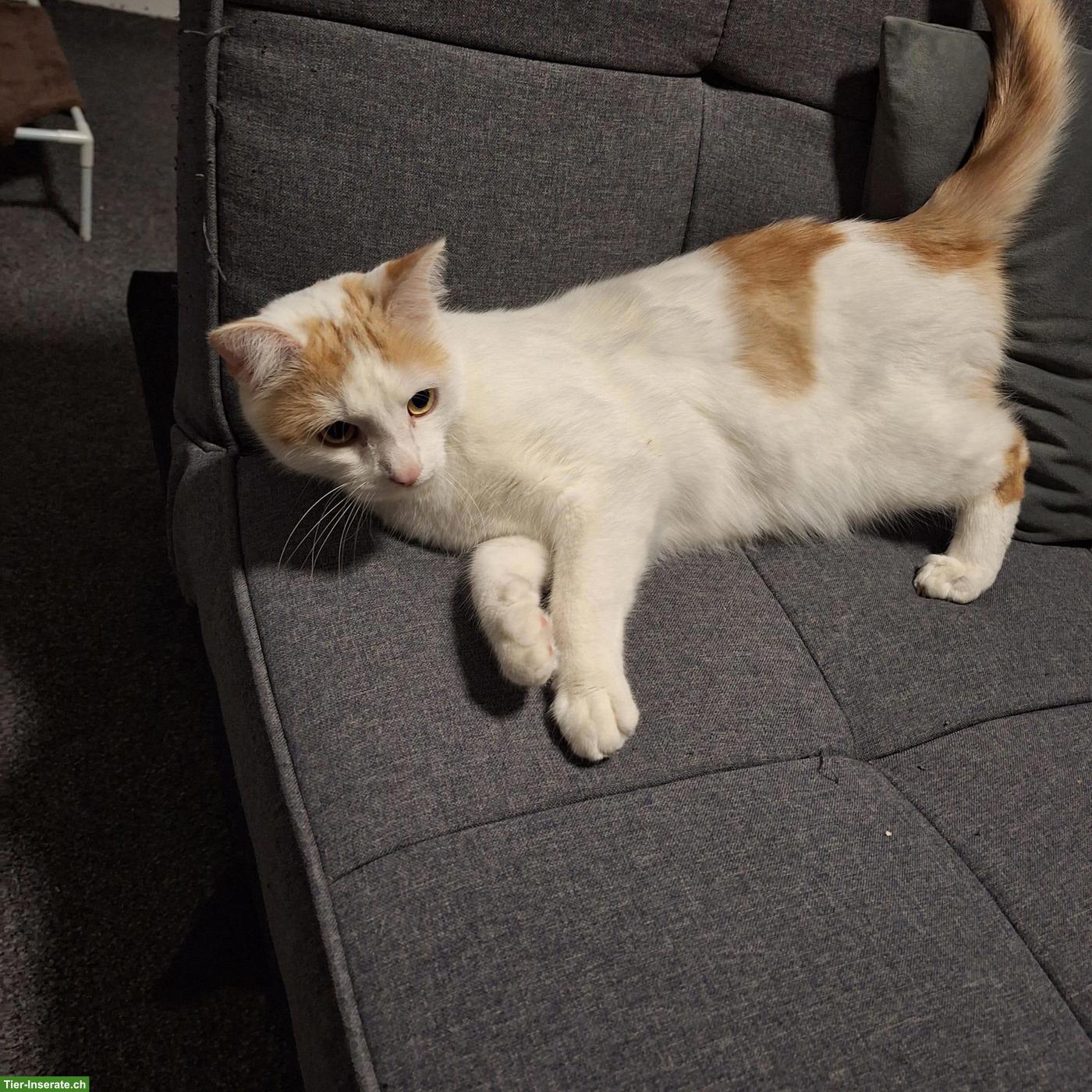 Bild 2: BKH/EKH Kater, 2-jährig, Wohnungskatze
