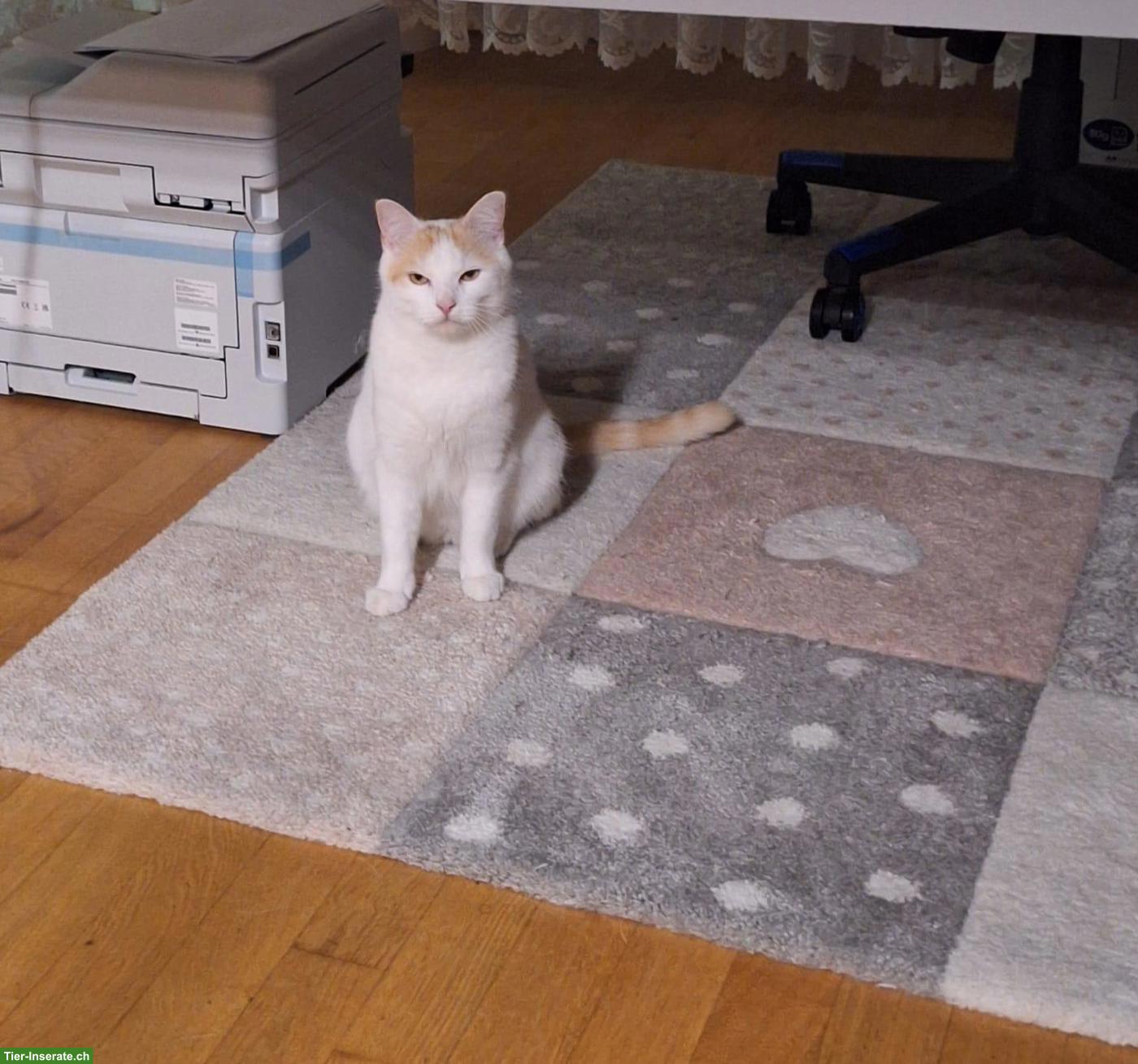 Bild 3: BKH/EKH Kater, 2-jährig, Wohnungskatze