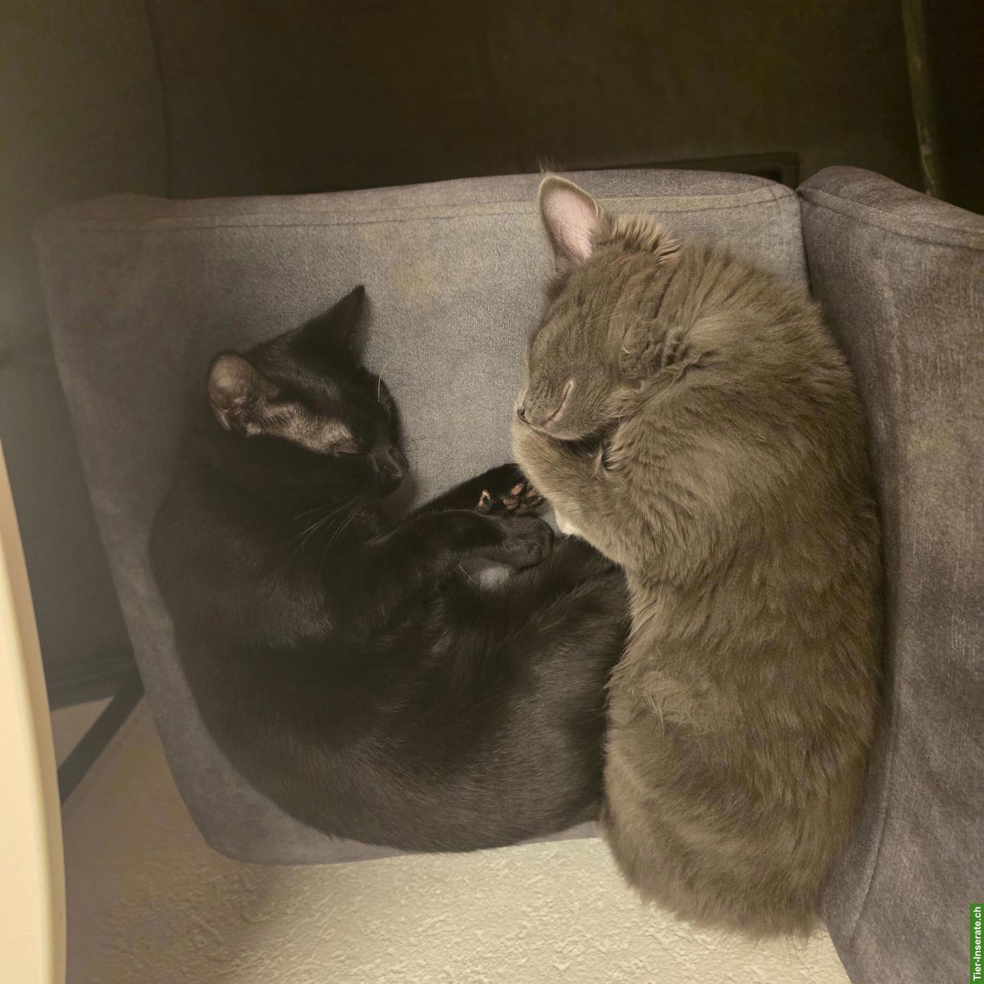 2 zutrauliche Kitten zu verkaufen
