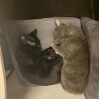 2 zutrauliche Kitten zu verkaufen