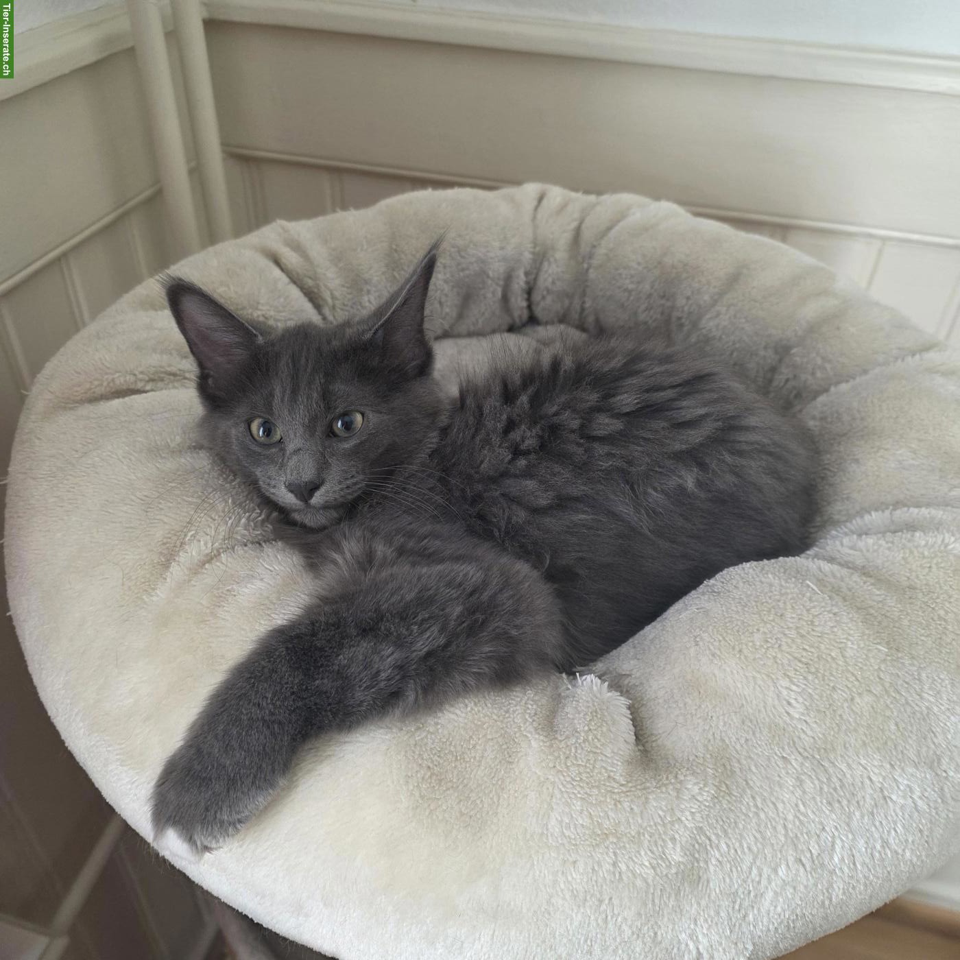 Bild 2: 2 zutrauliche Kitten zu verkaufen