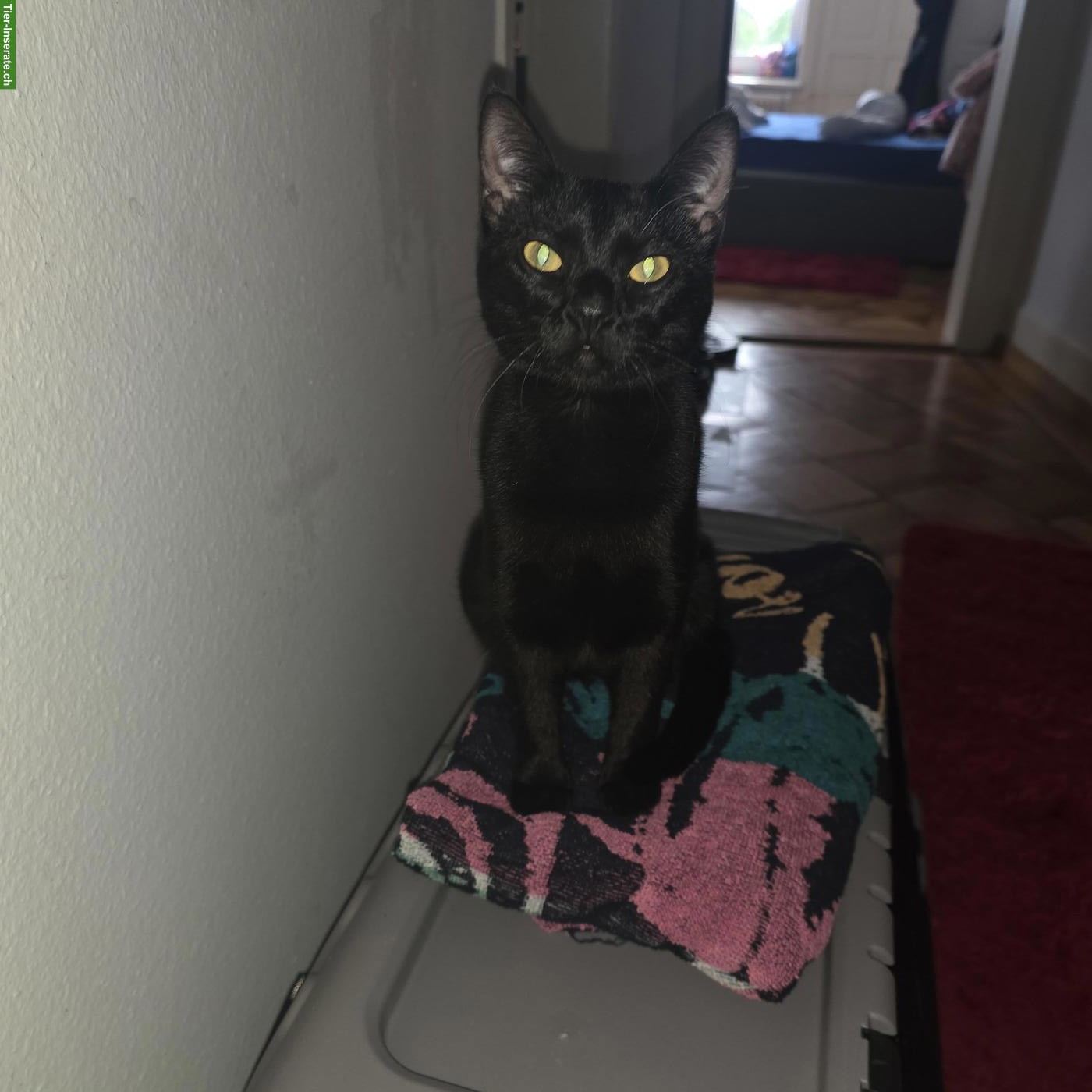 Bild 3: 2 zutrauliche Kitten zu verkaufen