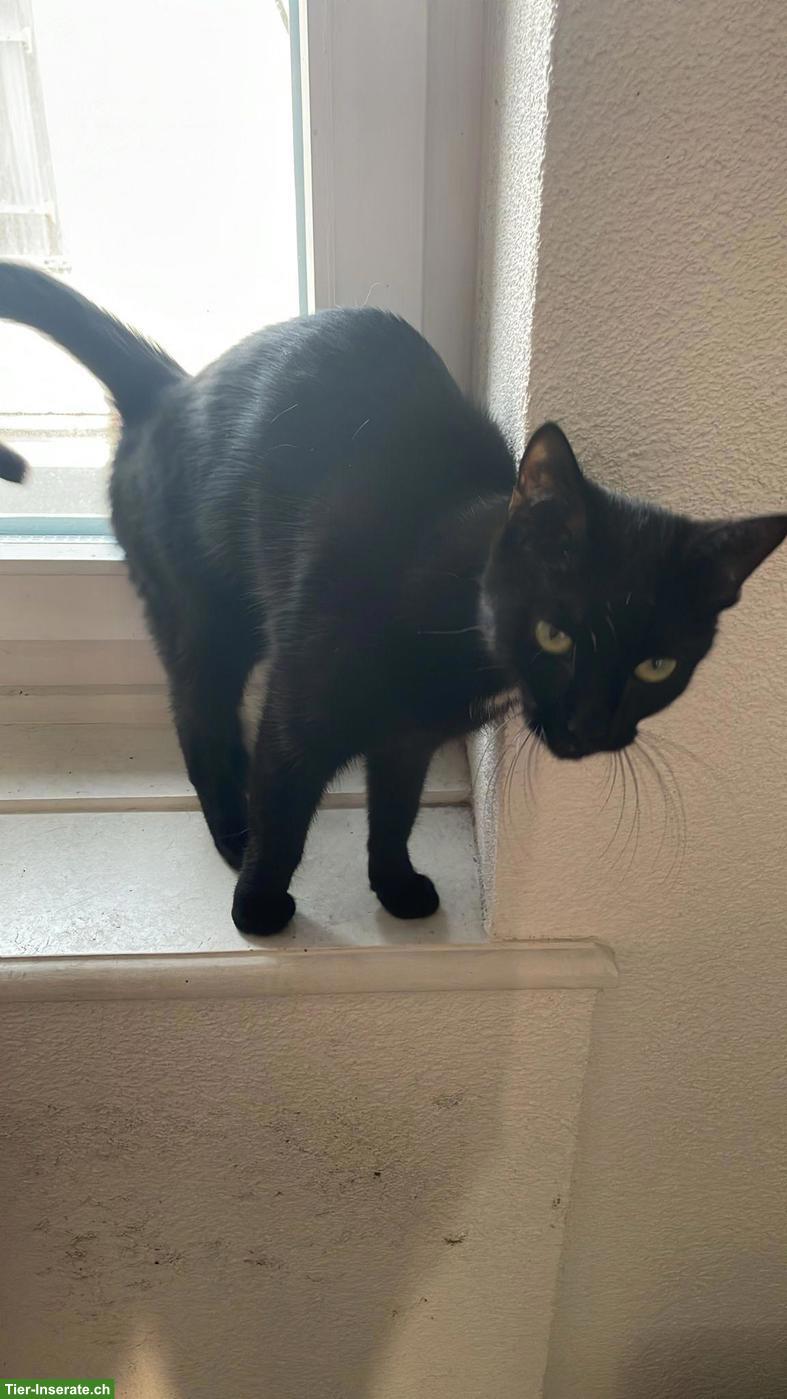 Schwarze Katze Kira sucht schweren Herzens neues Zuhause