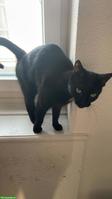 Schwarze Katze Kira sucht schweren Herzens neues Zuhause