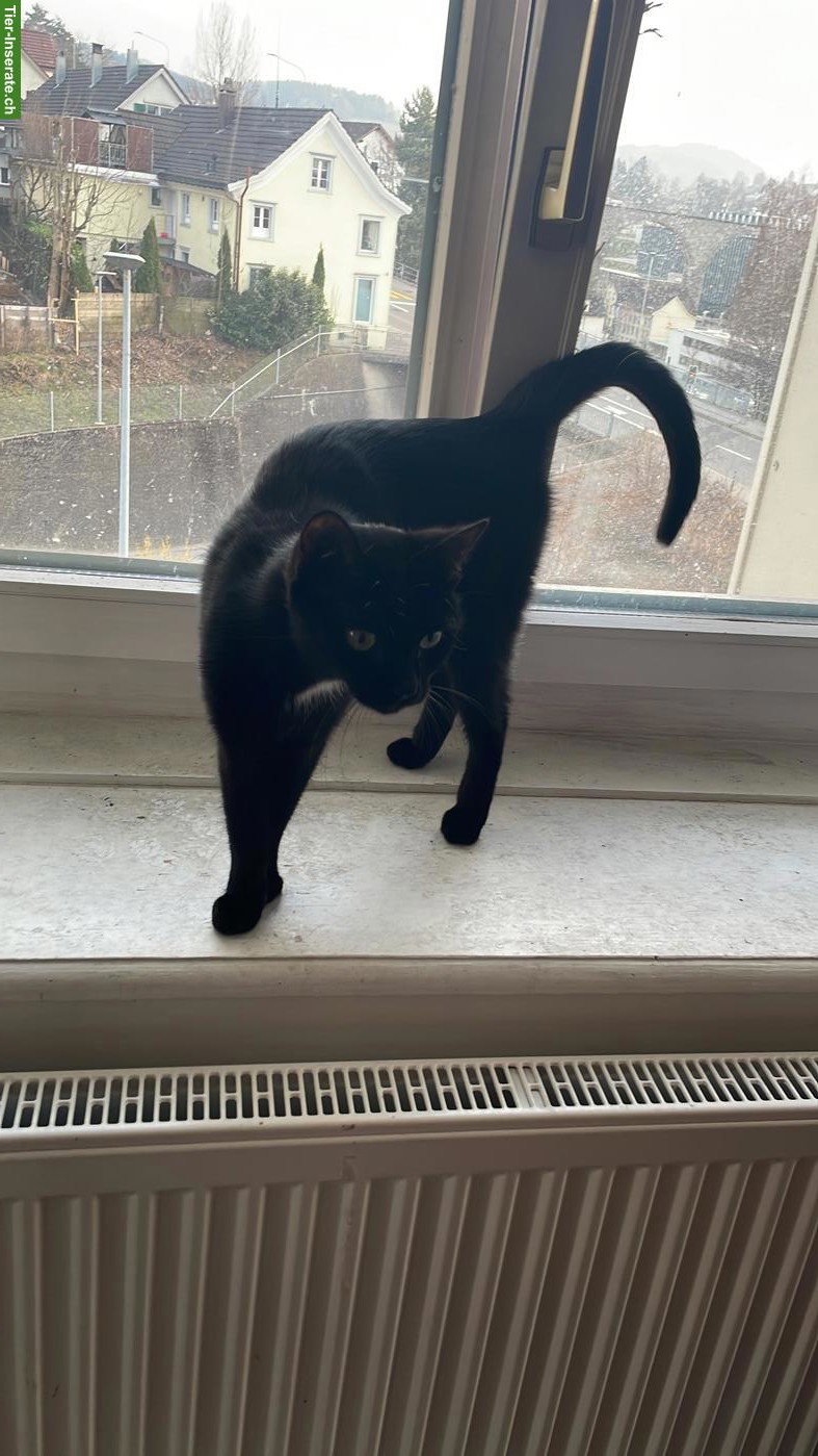 Bild 2: Schwarze Katze Kira sucht schweren Herzens neues Zuhause