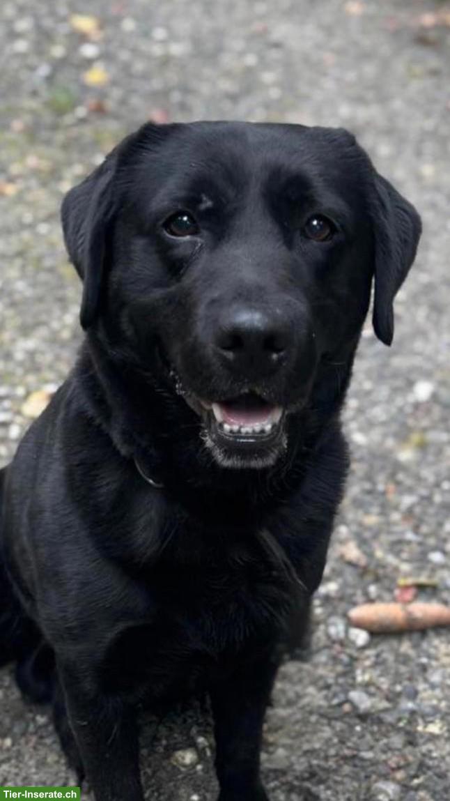 Labrador Rüde 7-jährig sucht Bestplatz