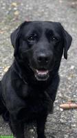 Labrador Rüde 7-jährig sucht Bestplatz