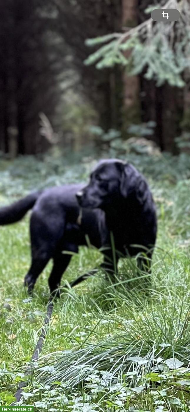 Bild 2: Labrador Rüde 7-jährig sucht Bestplatz