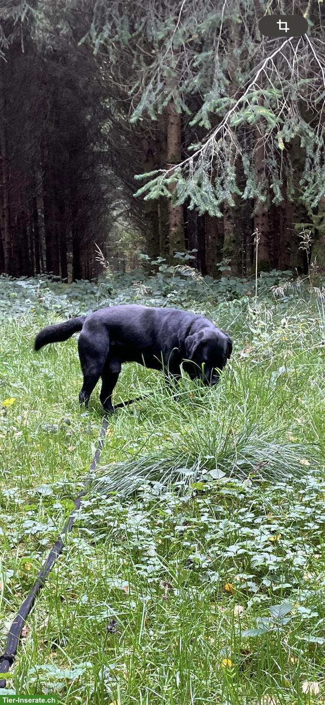 Bild 3: Labrador Rüde 7-jährig sucht Bestplatz