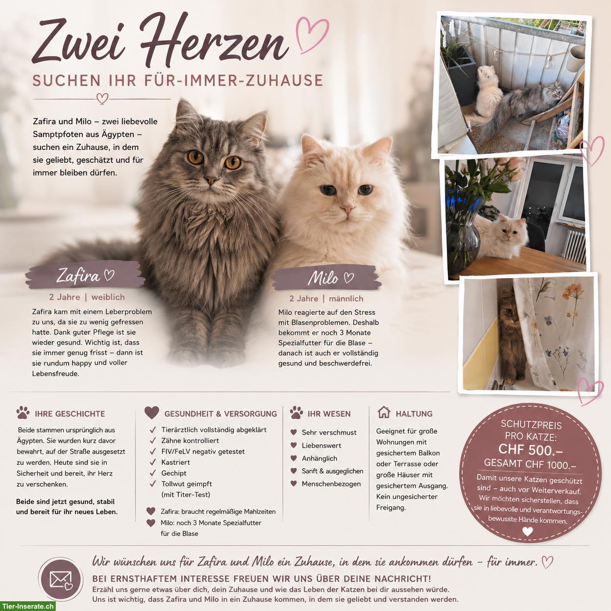 2 Schmusekatzen suchen ihr Zuhause