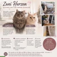 2 Schmusekatzen suchen ihr Zuhause