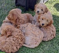 Goldendoodle F1b Welpe, Rüde