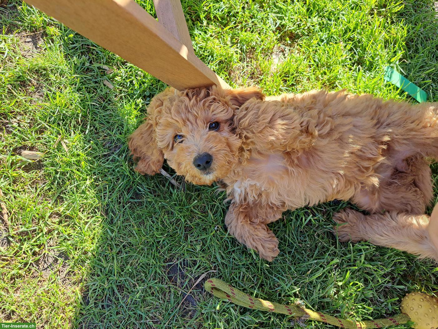 Bild 3: Goldendoodle F1b Welpe, Rüde