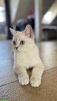 Britisch Kurzhaar Katze "Luna", weiss