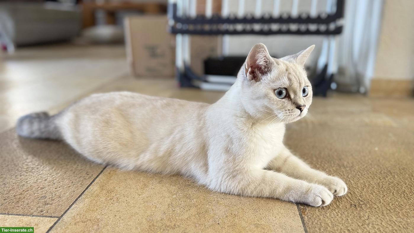 Bild 2: Britisch Kurzhaar Katze "Luna", weiss