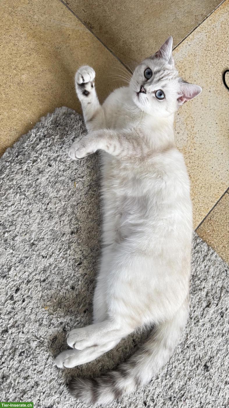 Bild 3: Britisch Kurzhaar Katze "Luna", weiss