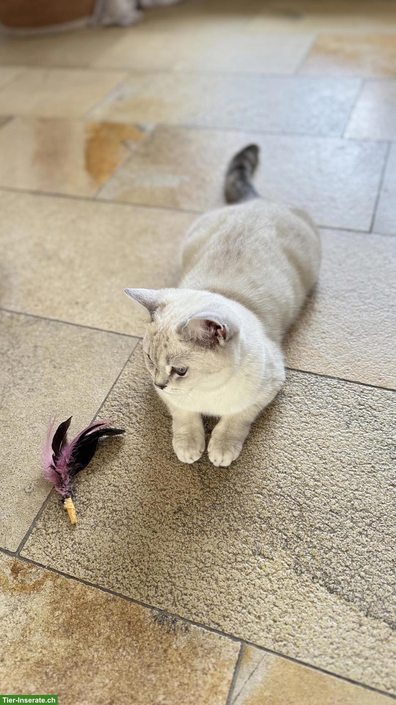 Bild 4: Britisch Kurzhaar Katze "Luna", weiss