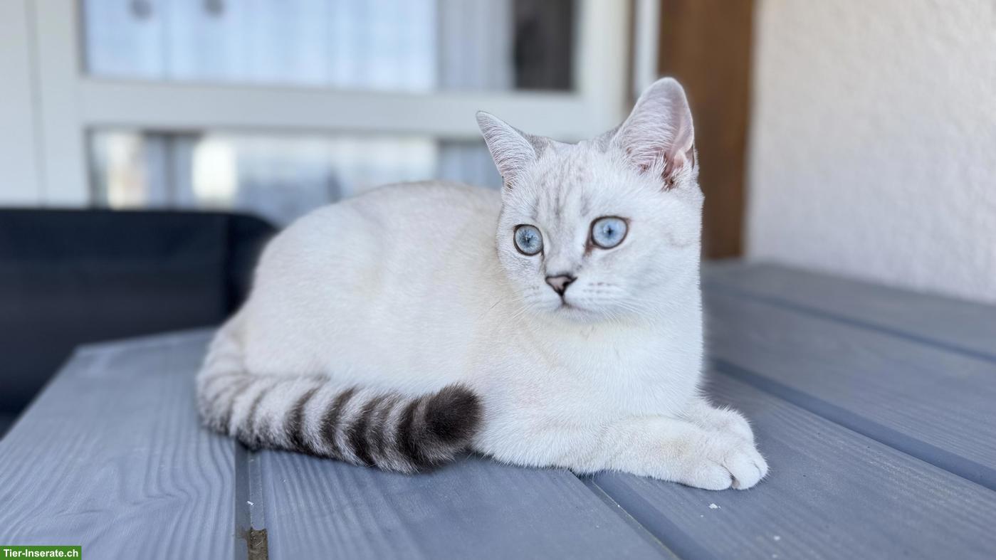 Bild 5: Britisch Kurzhaar Katze "Luna", weiss