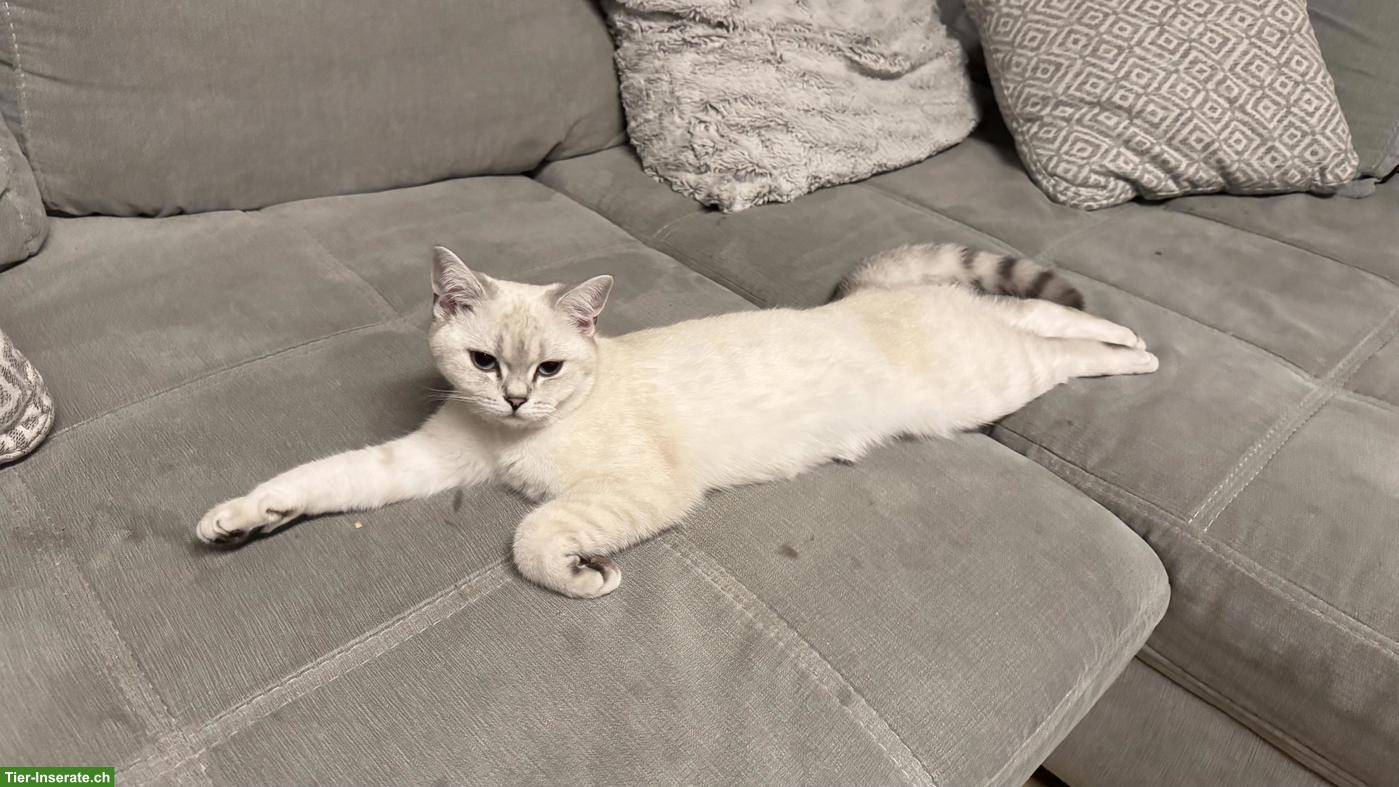 Bild 6: Britisch Kurzhaar Katze "Luna", weiss