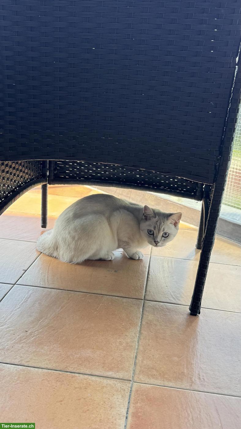 Bild 7: Britisch Kurzhaar Katze "Luna", weiss