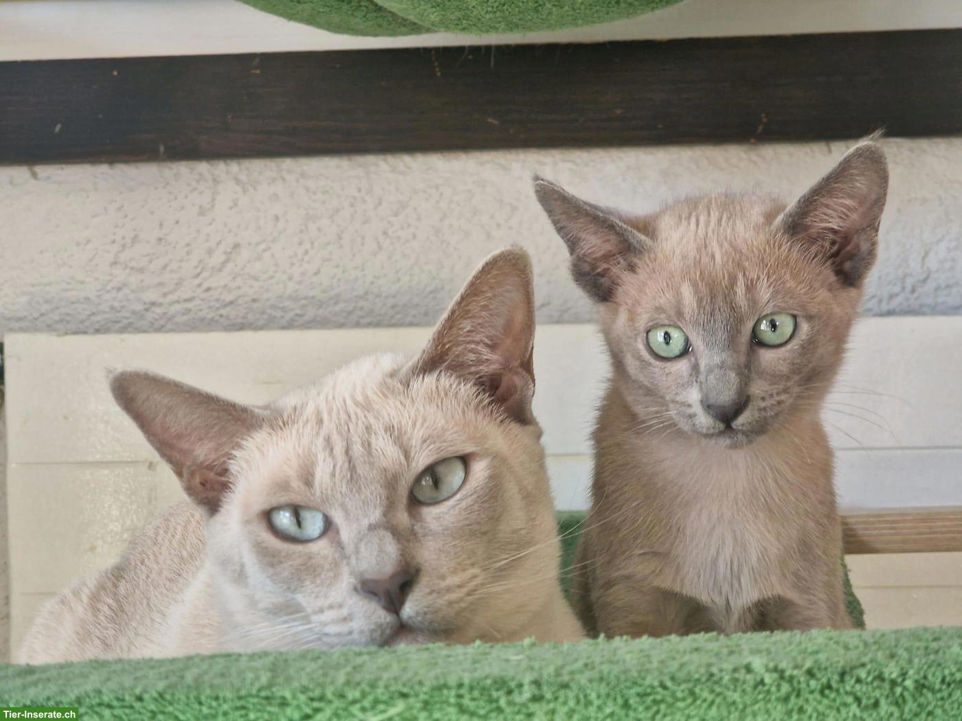 Tonkanesen Kitten & Mama mit Stammbäumen
