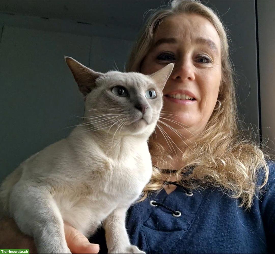 Bild 10: Tonkanesen Kitten & Mama mit Stammbäumen