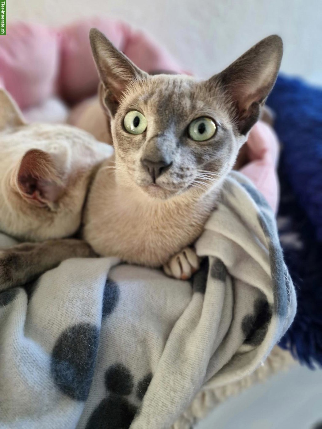Bild 2: Tonkanesen Kitten & Mama mit Stammbäumen