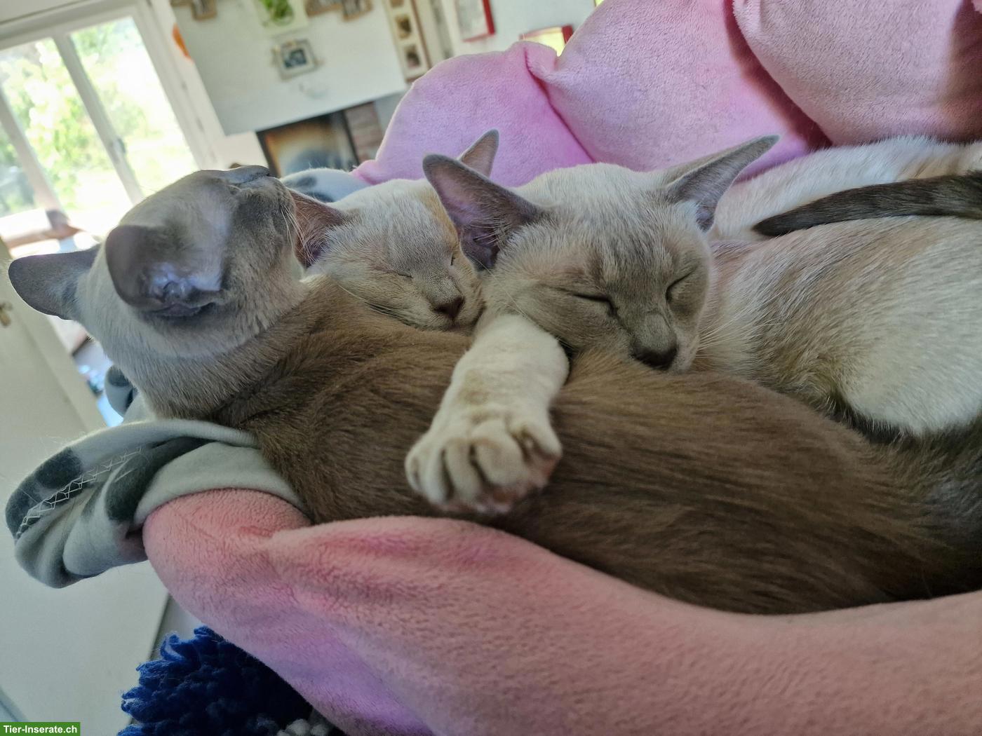 Bild 3: Tonkanesen Kitten & Mama mit Stammbäumen