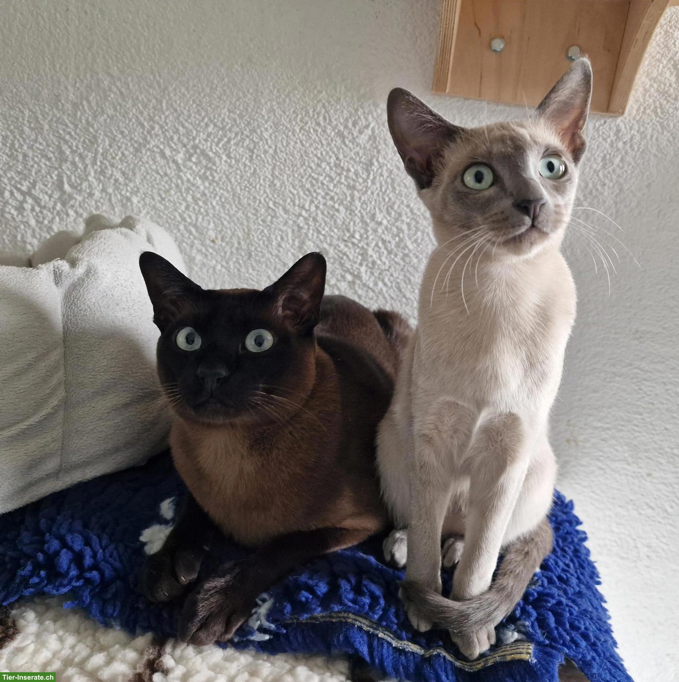 Bild 7: Tonkanesen Kitten & Mama mit Stammbäumen