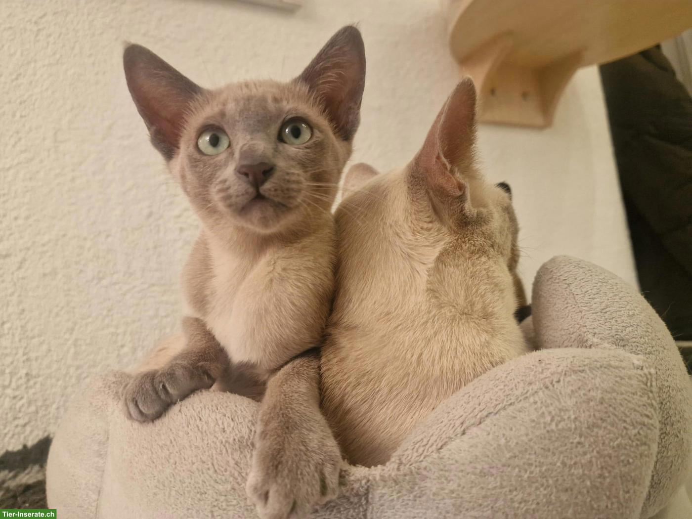 Bild 8: Tonkanesen Kitten & Mama mit Stammbäumen