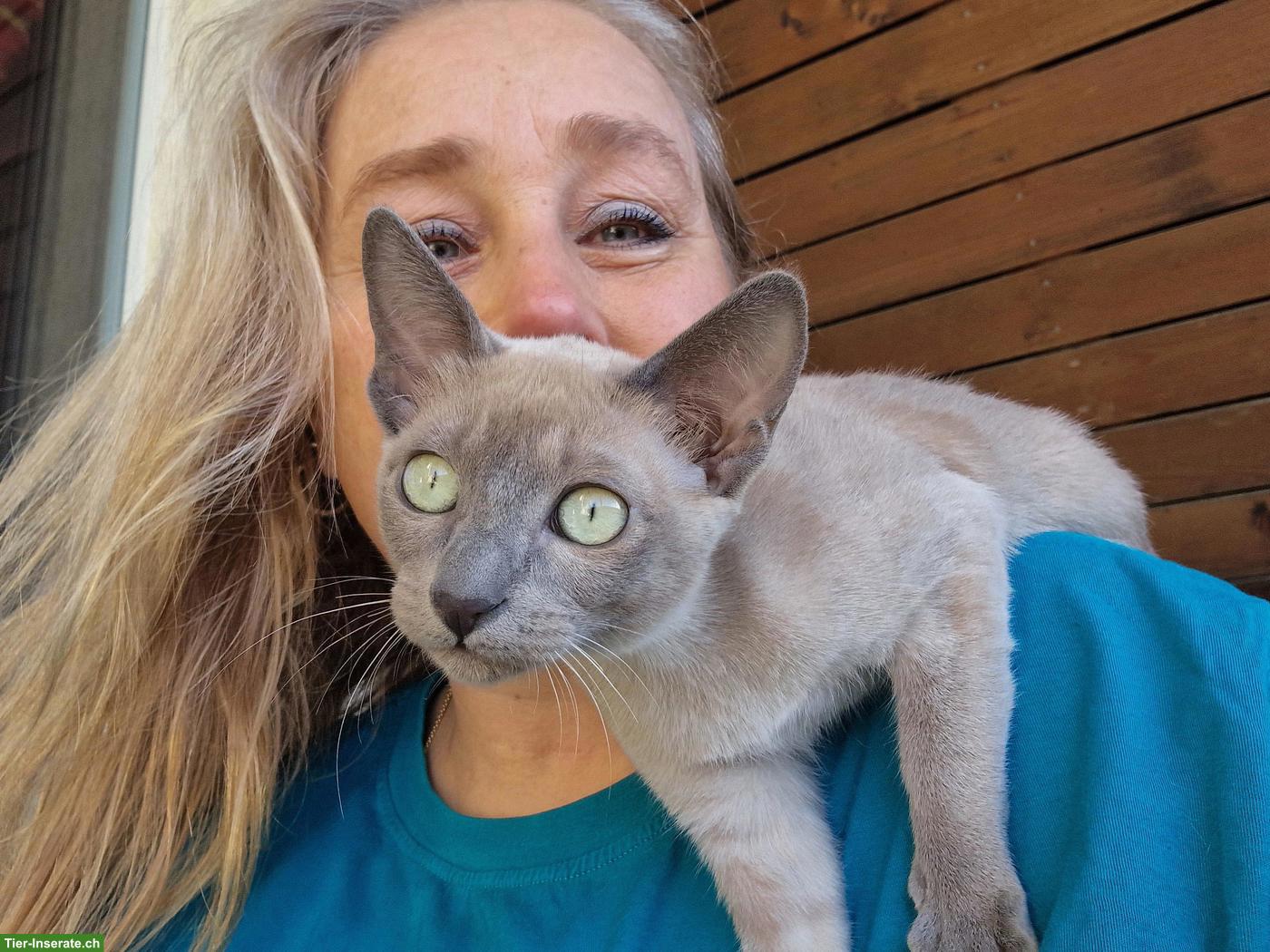 Bild 9: Tonkanesen Kitten & Mama mit Stammbäumen