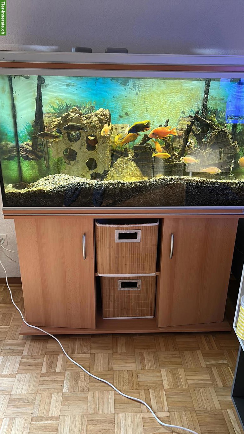 GRATIS: Rena Aquarium 380 Liter Komplettset inkl. Fische