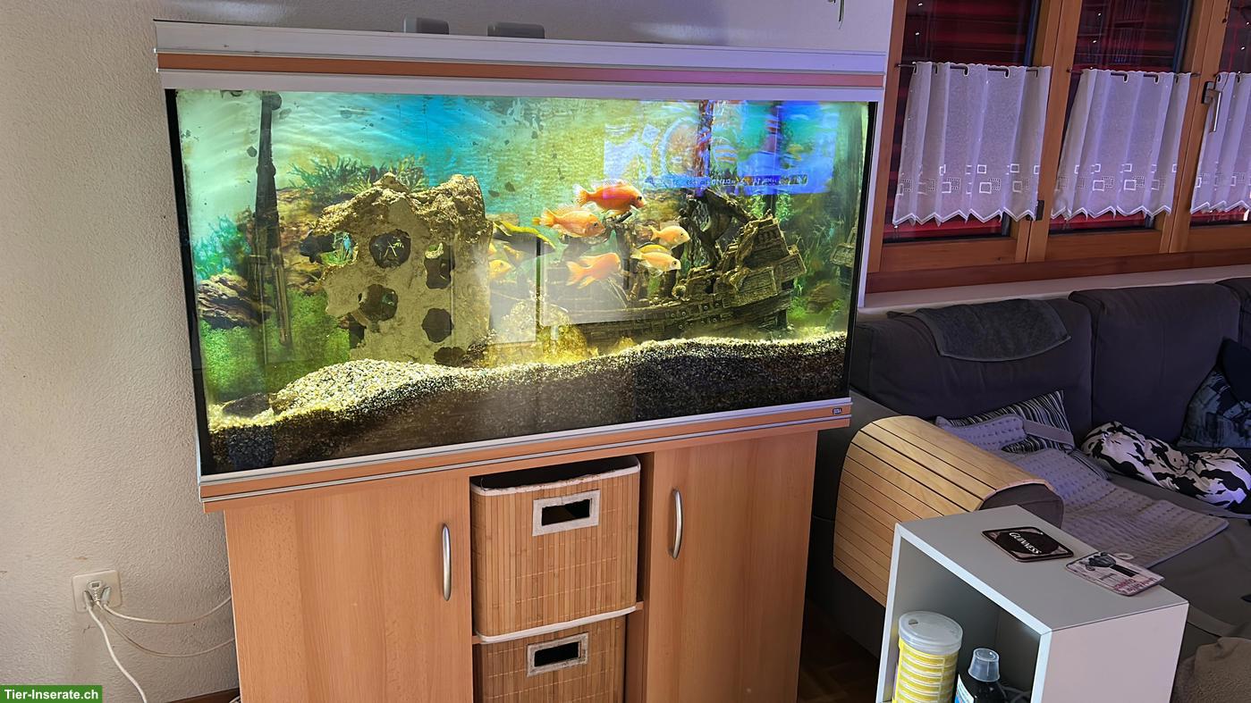 Bild 2: GRATIS: Rena Aquarium 380 Liter Komplettset inkl. Fische