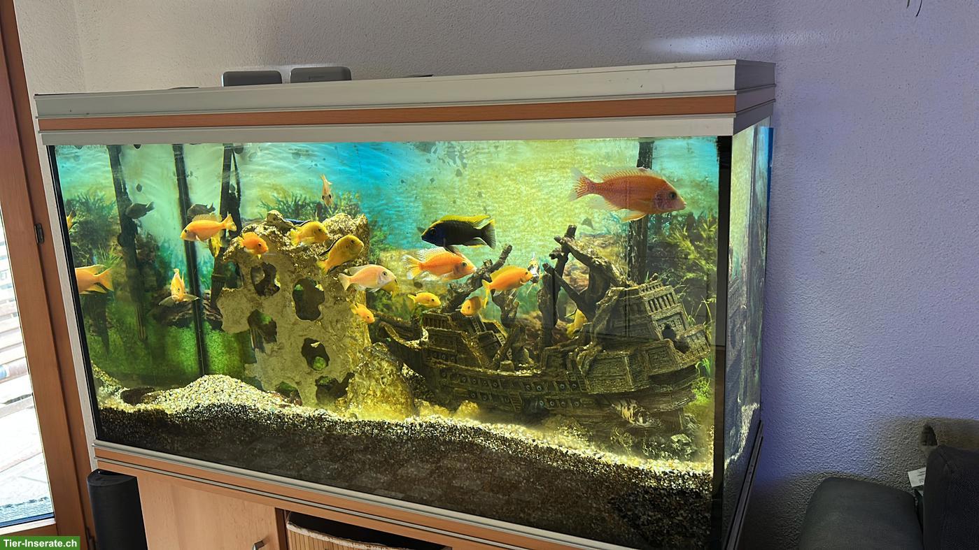 Bild 3: GRATIS: Rena Aquarium 380 Liter Komplettset inkl. Fische