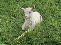 Reinrassige Appenzeller Gitzi, Bio, genetisch hornlose