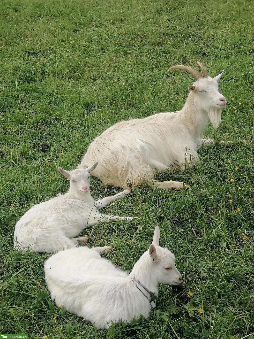 Bild 2: Reinrassige Appenzeller Gitzi, Bio, genetisch hornlose