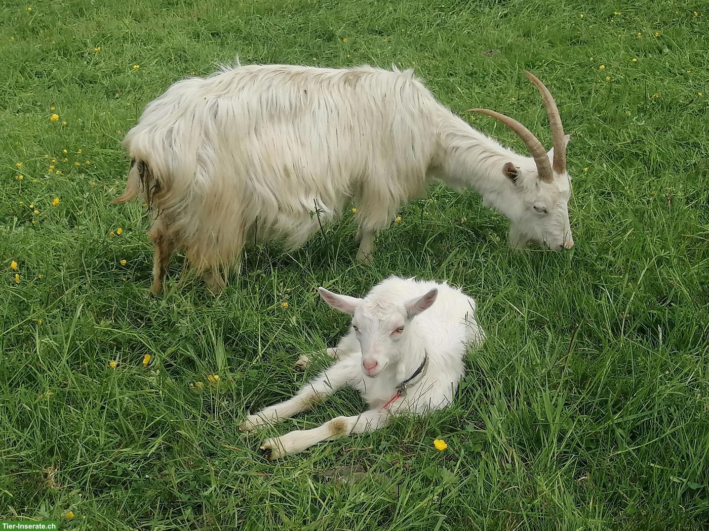 Bild 4: Reinrassige Appenzeller Gitzi, Bio, genetisch hornlose