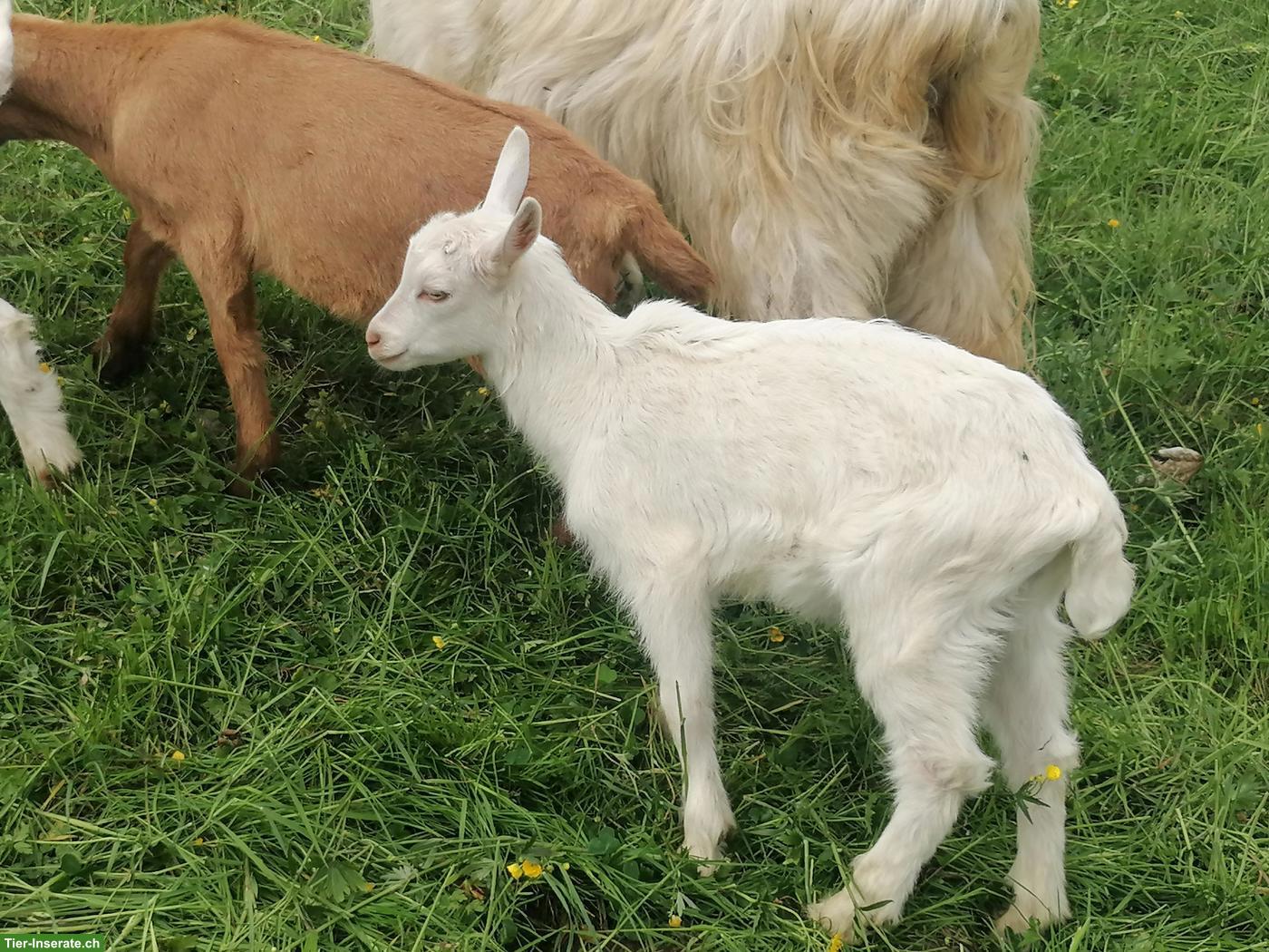 Bild 5: Reinrassige Appenzeller Gitzi, Bio, genetisch hornlose