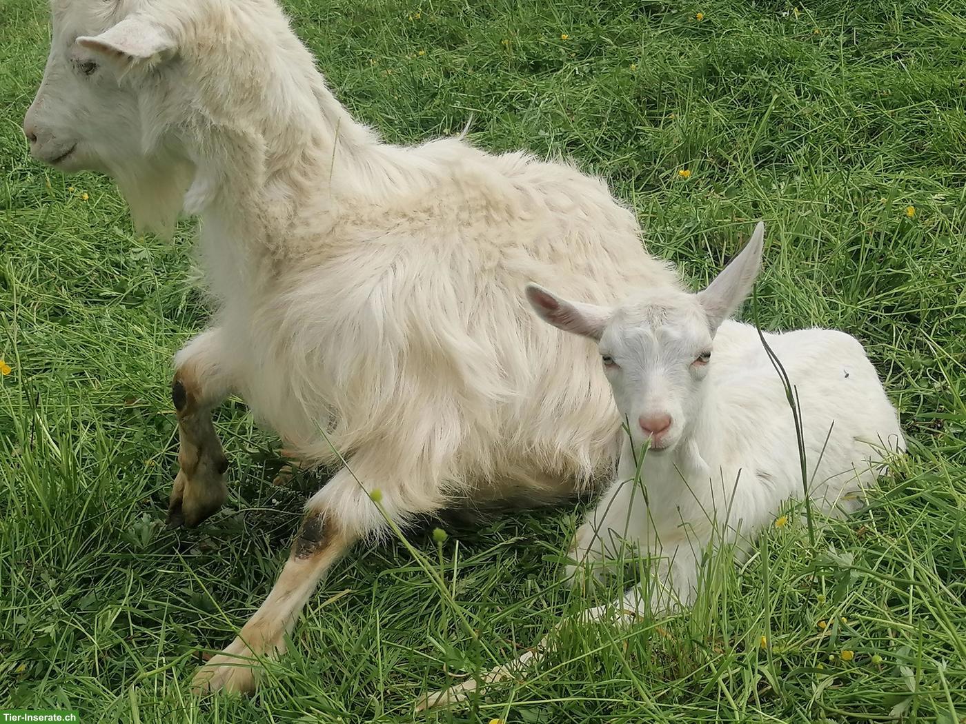 Bild 6: Reinrassige Appenzeller Gitzi, Bio, genetisch hornlose