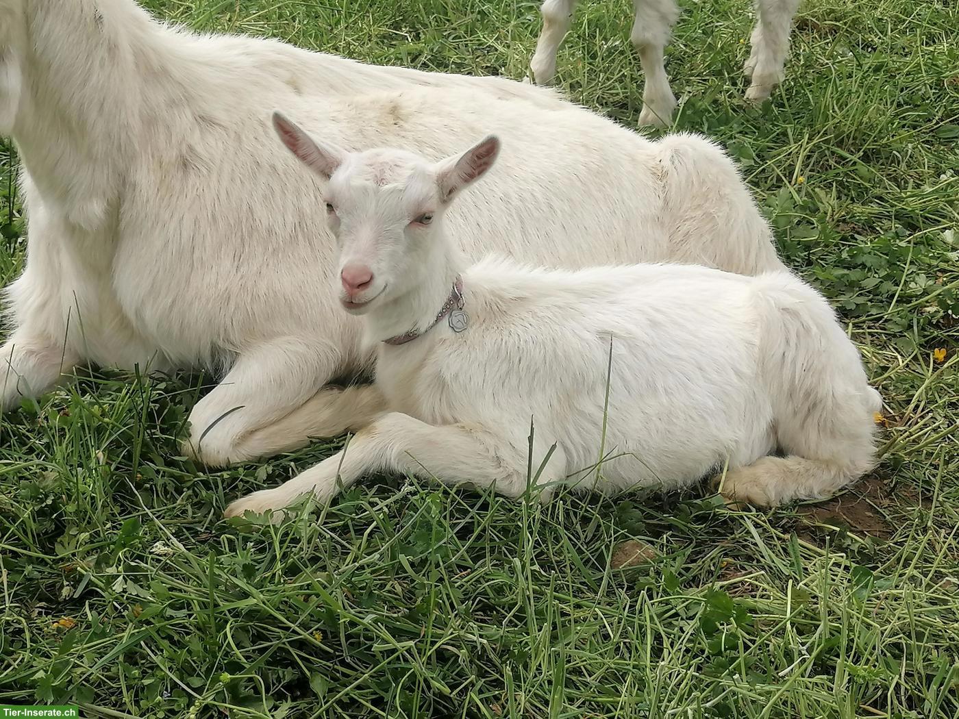 Bild 7: Reinrassige Appenzeller Gitzi, Bio, genetisch hornlose