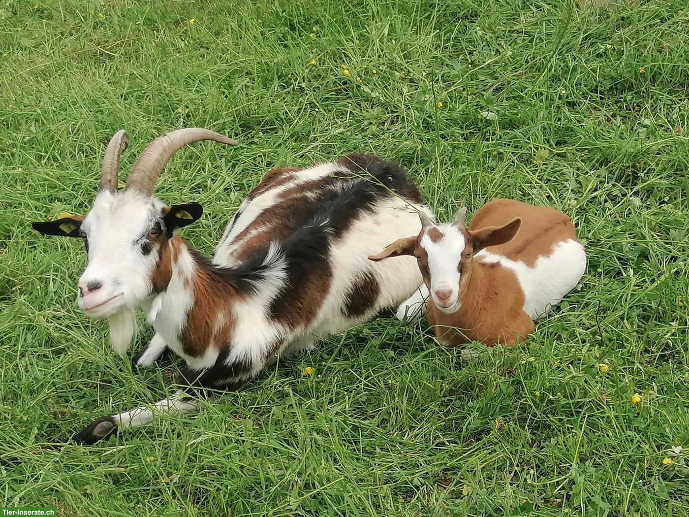 Bild 4: Bunte Burenziegen-Mix Gitzi (Bio) zu verkaufen